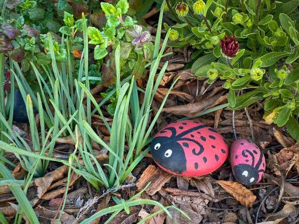 Picture of 2 rocks painted to look like ladybugs, in a garden