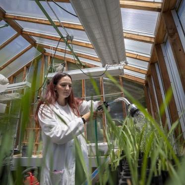 A student wearing a lab coat is watering plants in a greenhouse
