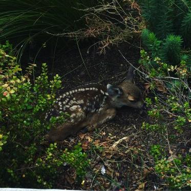 New born fawn nestled into greenery on campus