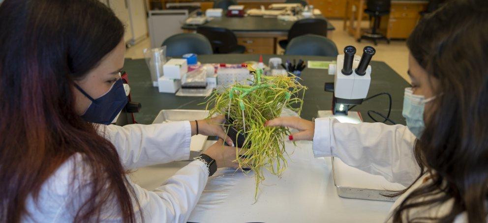 2理科生在实验室里拿着一株绿草.